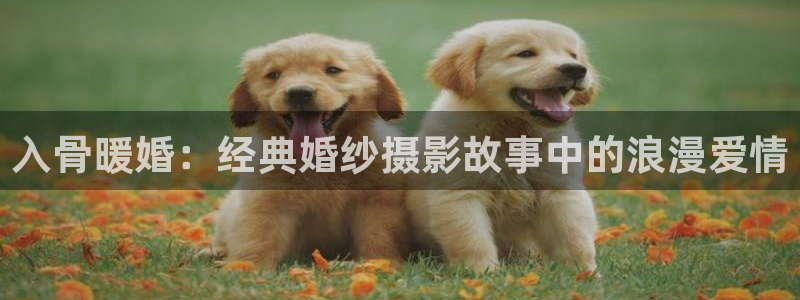 漫蛙漫画高清：入骨暖婚：经典婚纱摄影故事中的浪漫爱情